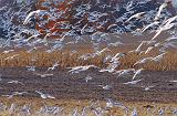 Horde Of Gulls_22914